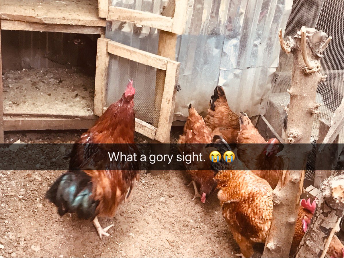 If chickens could talk. 