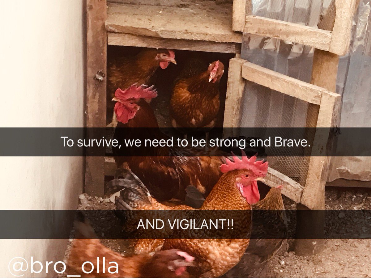 If chickens could talk. 