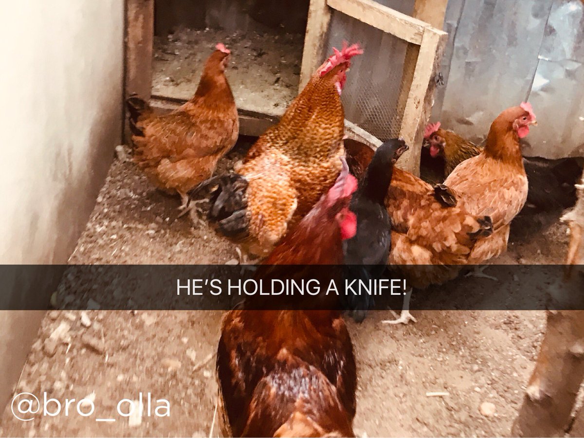 If chickens could talk. 