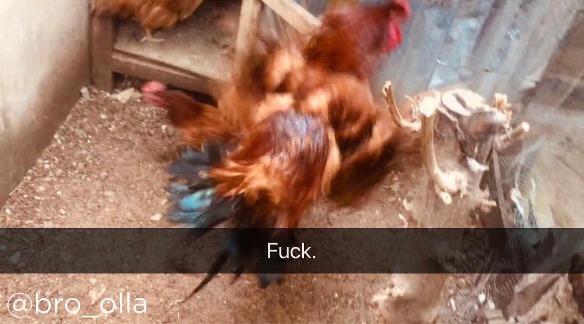 If chickens could talk. 