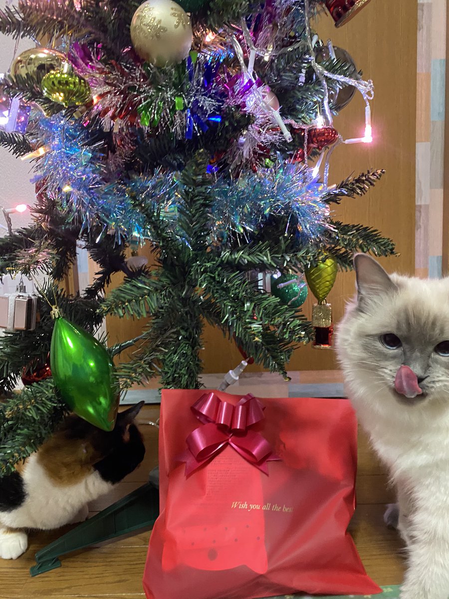 猫クリスマス