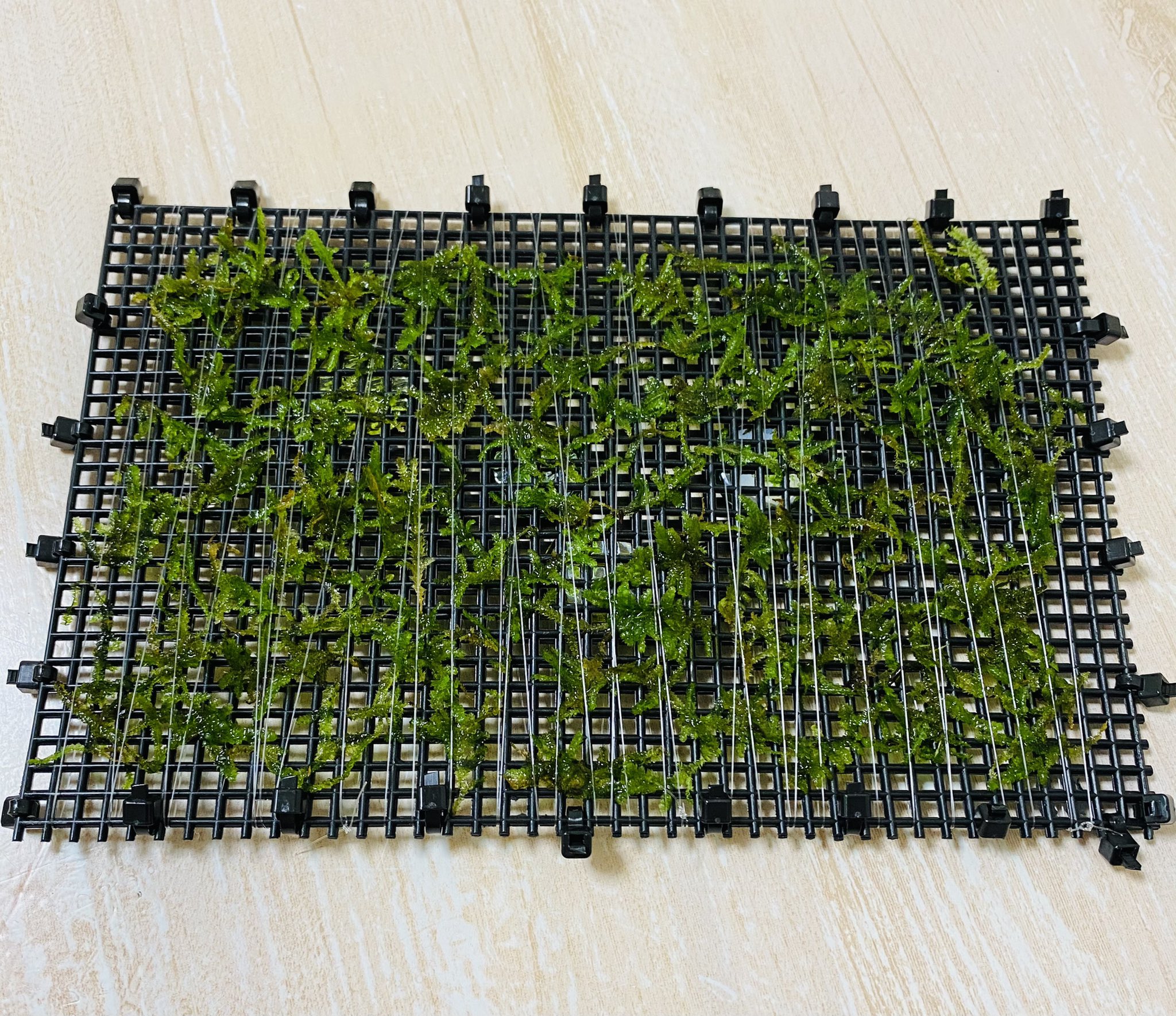 ウィローモスマット Twitter Search Twitter