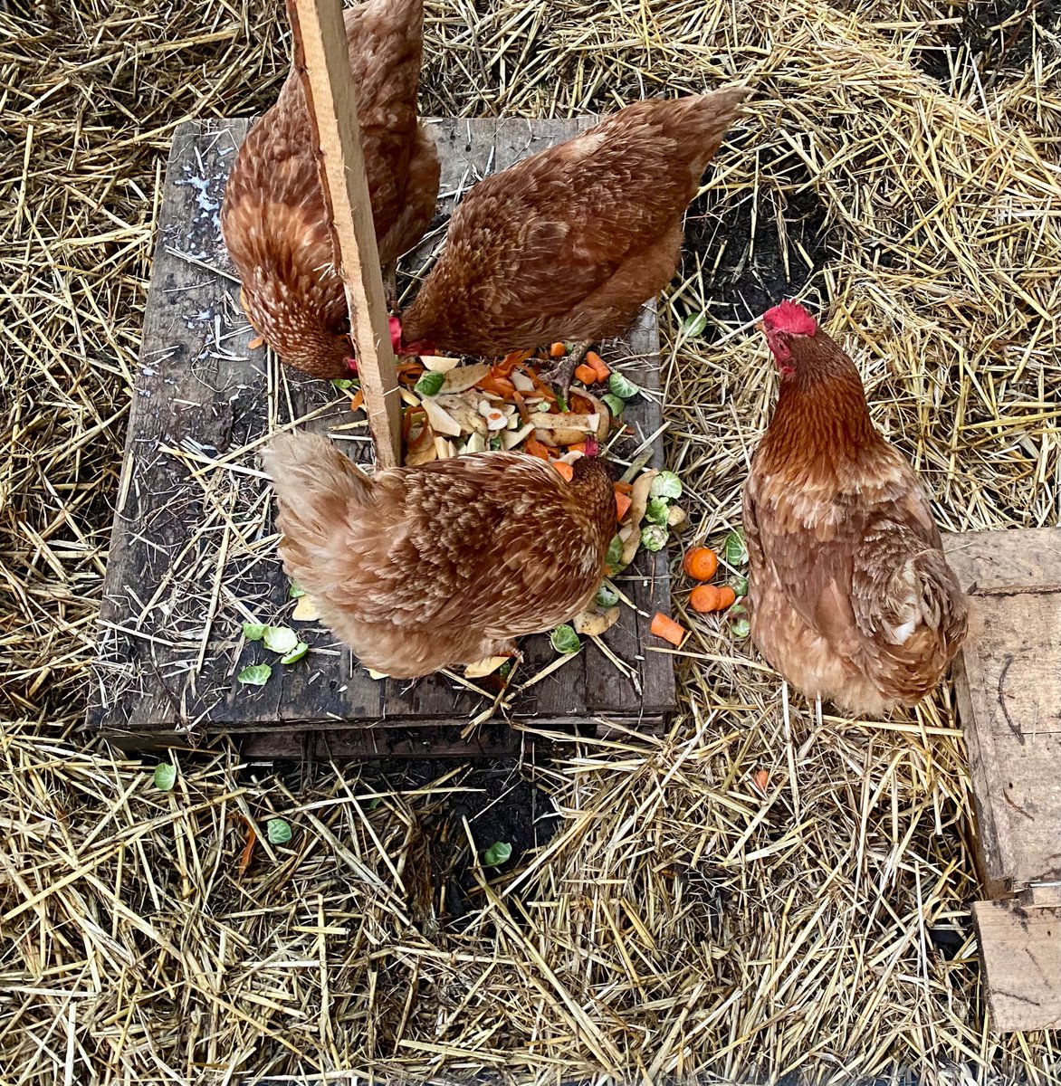 ChickensofR's tweet image. Nom nom nom 🤤 Merry Christmas everyone! 🎄🎅🏼☃️