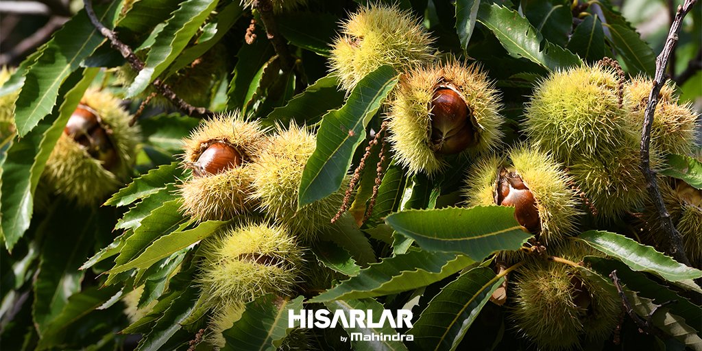 Kokusu ve lezzetiyle bizi mest eden kestane, kalp damar rahatsızlıklarını önler, kolesterolü düşürür ve kan basıncını düzenleyerek kan dolaşımını hızlandırır. #Hisarlar #HisarlarByMahindra #kestane #meyve #sebze #sağlık