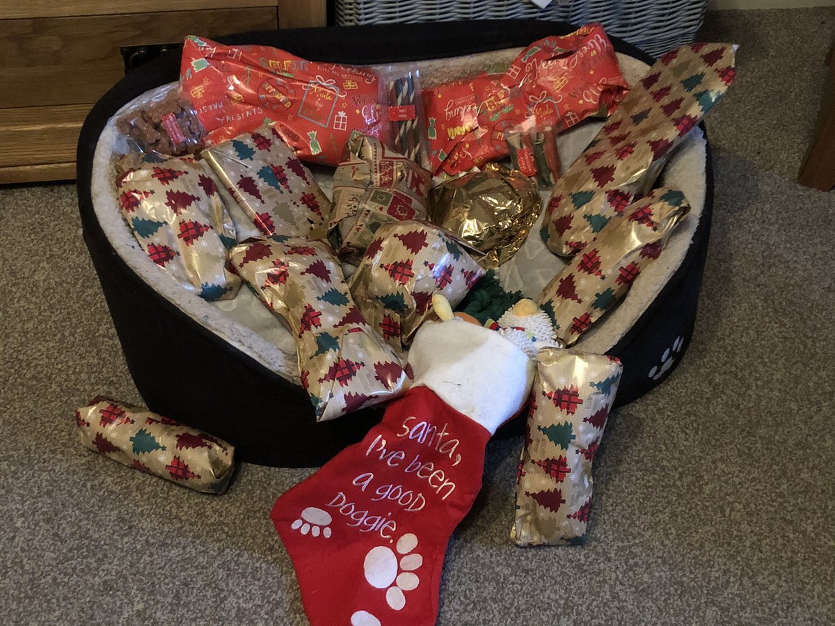 lewisrachael84's tweet photo. Santa Paws has visited a very lucky Bonnie! #bontent #dogsoftwitter #Christmas2020 #lockdownchristmas https://t.co/39QQ6zZwJa