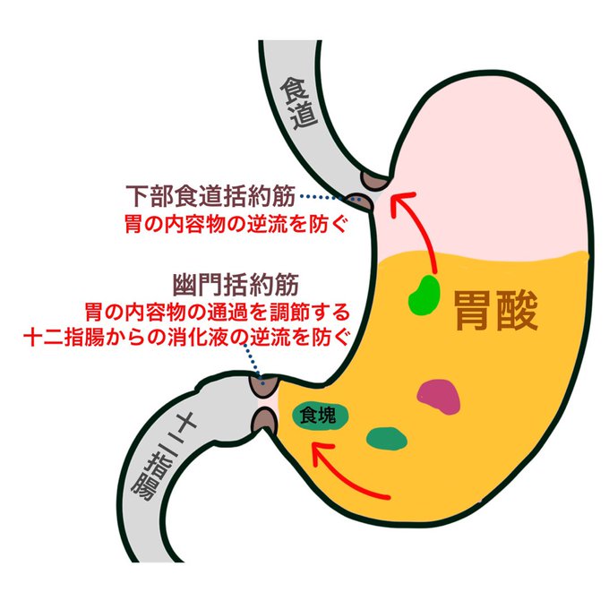 ゴロ 解剖生理イラストさん の最近のツイート 4 Whotwi グラフィカルtwitter分析