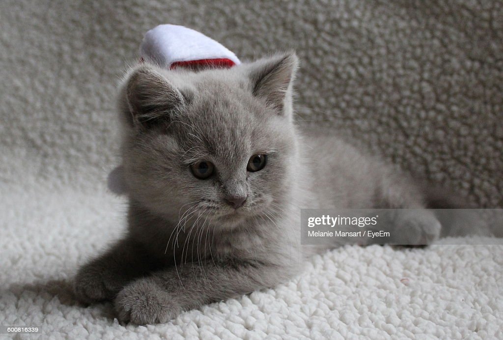 "Happy Christmas, <a href="/stone_heather_/">Mrs Nolan</a> !" Tom gently kisses Heather awake. "I've got a Full Scottish going, and presents, and a day of quiet merriment, just us and ... Aye, where's he got to now?" Their kitten, Angus, mews and scampers towards the bed. Tom snuggles Heather close.