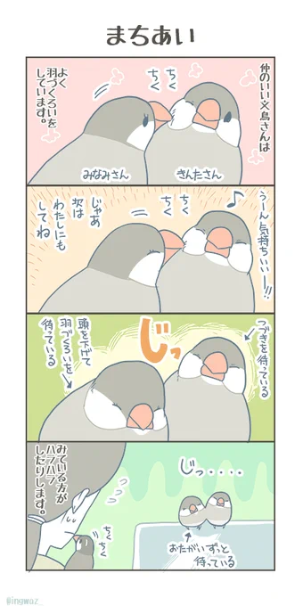 まちあい。

#Buncho #javasparrow #文鳥 