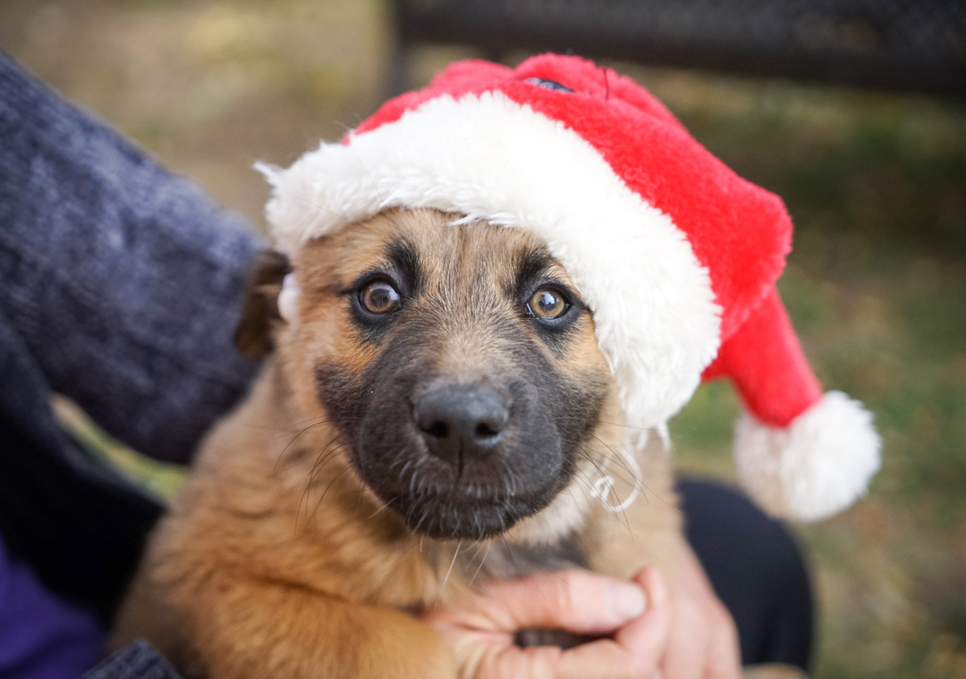 Merry Christmas and happy howl-idays from this little Santa Paws.