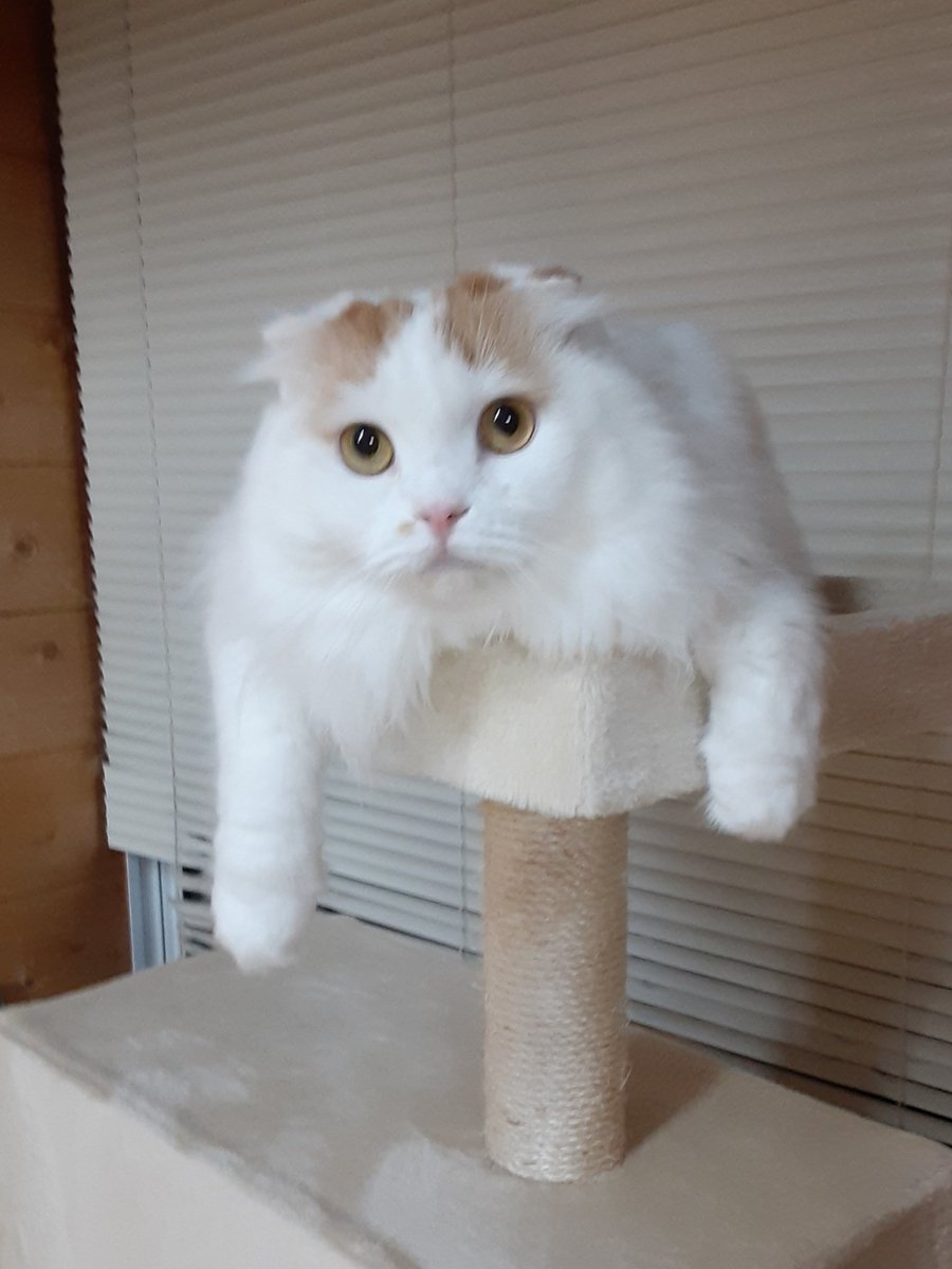 猫カフェちぐら 今日の猫カフェちぐら 新潟 猫 猫カフェ 猫カフェちぐら 今日の猫カフェちぐら 新潟 猫 猫カフェ