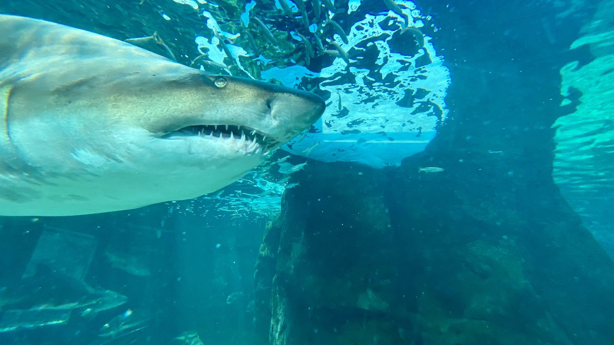 rosshofmeyr's tweet image. 🎄I got double what I asked for this year!🎄#twofrontteeth #raggedtooth #shark #scuba #scubadiving @2OceansAquarium @Scuba_co_za
