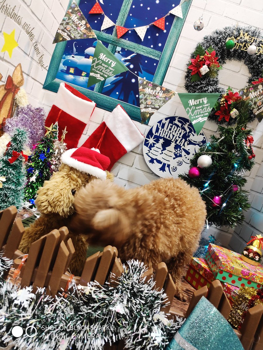 Kotoki シャルイース配信中 Kotoki43 توییتر