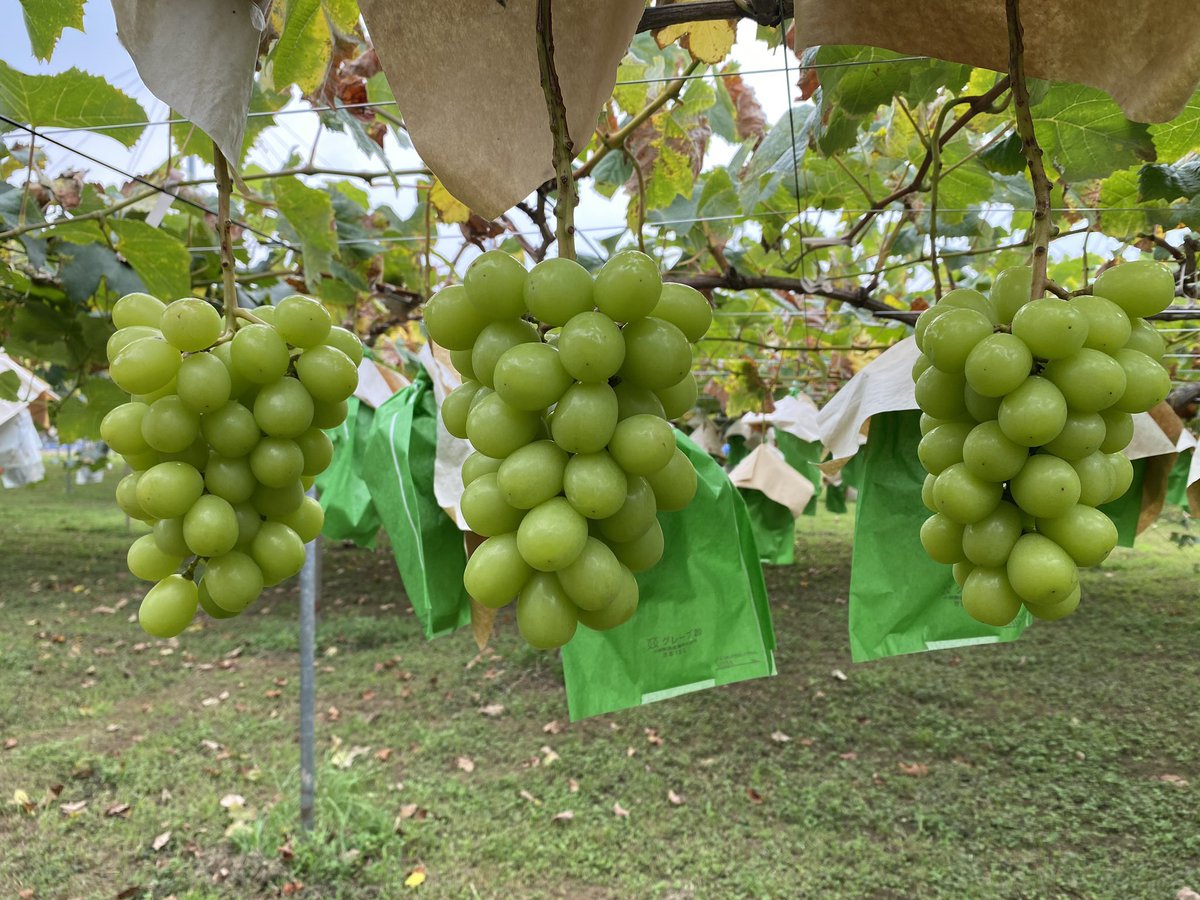 板橋 さんぶどう園 Dl Acx Twitter