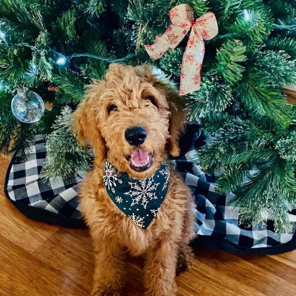 OakiesDesigns's tweet photo. MERRY CHRISTMAS! Here’s a cute little thread of Christmas puppers! 🎄
Hope this brings you a little holiday joy! 
First up: Rowan the Doodle from IL https://t.co/ughbnL6QiA
