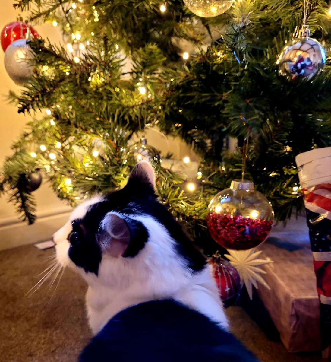 _glittercxnt's tweet photo. @OfficialPLT #ChristmasWithPLT kylo wishes you a merry Christmas 💖💖 fingers crossed https://t.co/OykRWKbARK