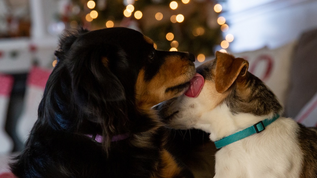 Canpressco tweet media