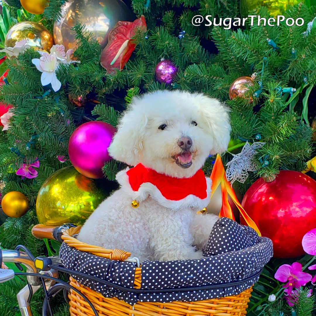 sugarthepoo's tweet photo. 🎄🎅🎄Wishing you a Very Merry Tail-Wagging Christmas!!!🎄🎅🎄

#SugarThePoo #ilovespreadingsmiles #ChristmasPuppies
#MerryChristmas https://t.co/SDF1OHLSKl