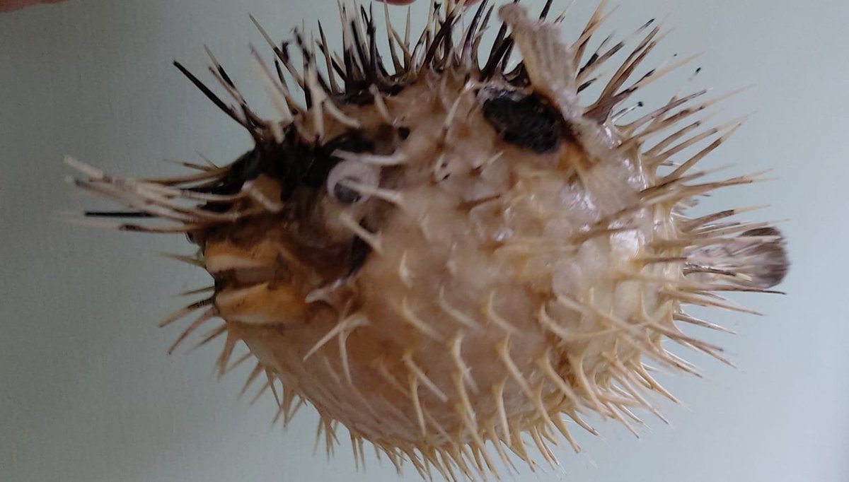 thwinglass's tweet image. christmas #taskmaster first task: "Bring the "Jaggiest" item". Who wins?? out of five 
Not Shown Alanis Morissette Jagged Little Pill CD 
#prizetask