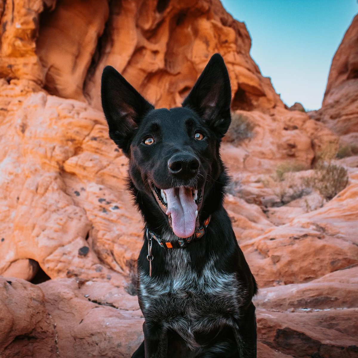 lakemeadnps's tweet image. Some things to remember when visiting @lakemeadnps with your furry adventurers:⁠

💦Bring extra water for them. ⁠
🏜️Be mindful of ground temperatures.⁠
⛓️Keep your pets on leashes.⁠
🚮Carry and use pet waste bags to help keep our trails clean and to leave no trace.⁠⁠