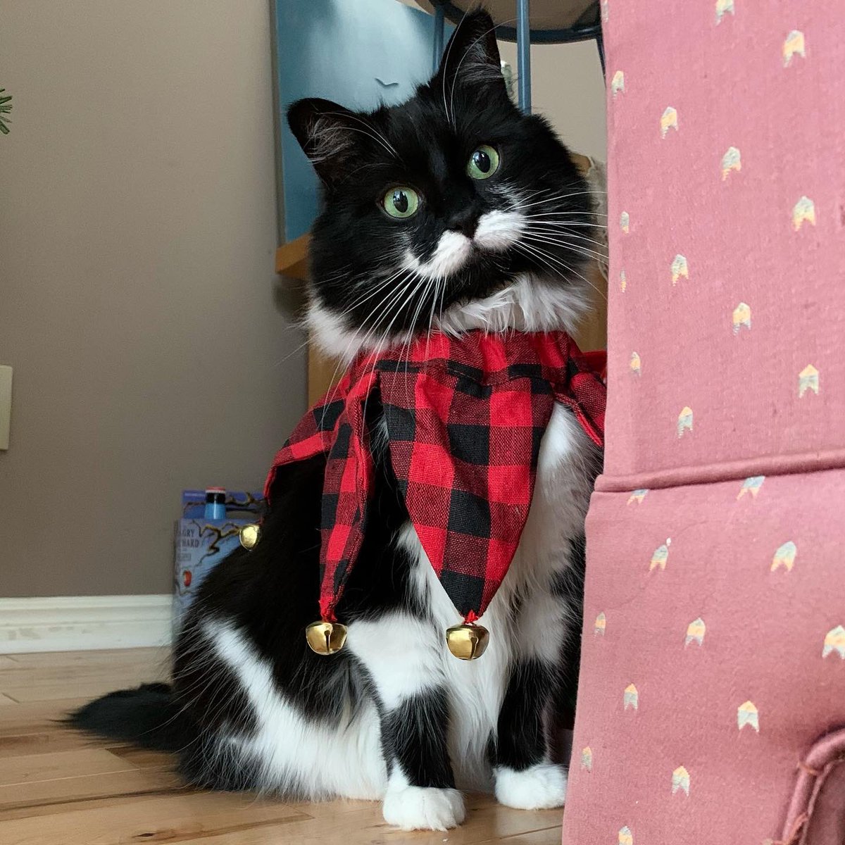 Mouse The Rhymesayers Cat tweet media