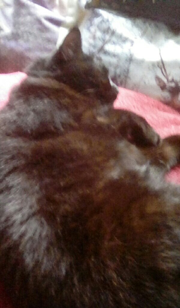 LittleBearMax1's tweet photo. It is hard being a cat and keeping OM company on Christmas Day #JoinIn She also says Santa Paws has been but he is thinking of the environment so no wrapping this year. #IsSheLazy https://t.co/gkiSVglo7L