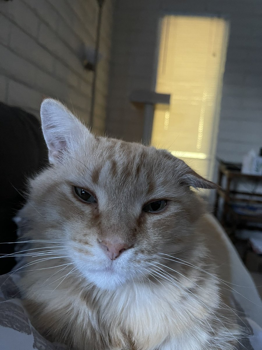 Eli_McBride's tweet photo. My brothers cat has a wonky ear and is the sweetest little guy ever. Merry Christmas happy hondadays I can’t move. https://t.co/cmuVCmyiKh