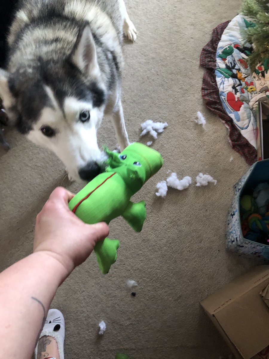 spidermansmom's tweet photo. Well, the #KongCompany โUltraโ toy didnโt pass the husky test in this household. Maybe 20 minutes after Vixey got it, sheโs already de-braining it. Boomer seems to be protecting his toy lol #HuskyProblems #HappyHusky #StuffingEverywhere #MerryChristmas https://t.co/cxy31TvOfQ