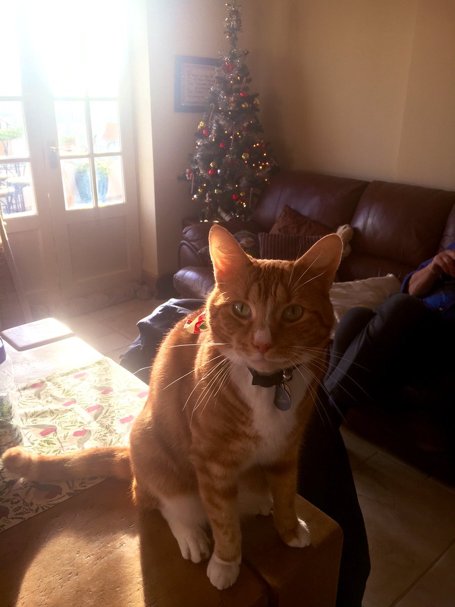 louhaley's tweet photo. Happy Christmas @dysondoc @KeighleyCatCare love from #Colin2 https://t.co/mEz2SW7ROt