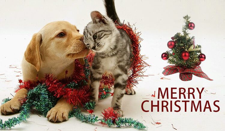 #MerryChristmas to all our our clients and guests from all of us at Sunnyside Vets