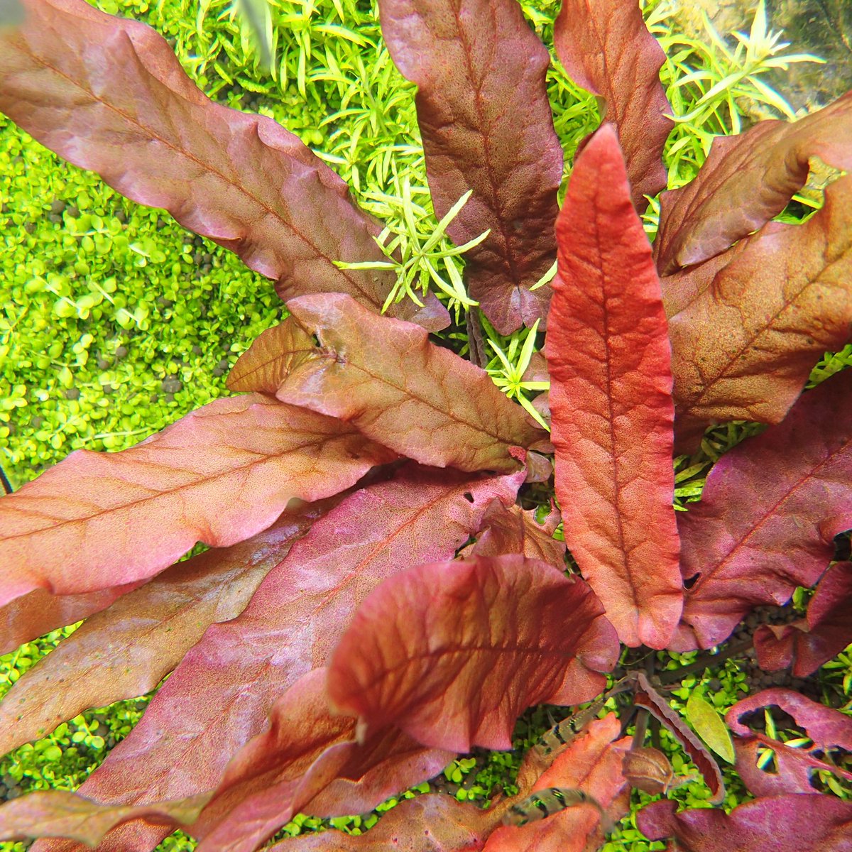 Aquarium Kind Sur Twitter いつだったかの入荷でありましたバルクラヤ ロンギフォリア レッドがやっとこさ発芽してきました ここまで来るともう安心 販売開始です 浮葉を出さないスイレンの仲間で クリプトコリネのような細葉と赤い葉色が一際目立つ
