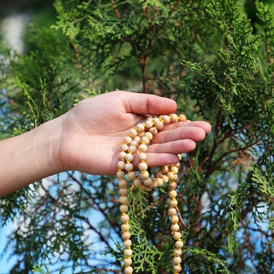 USING TULSI MALA #TulsiPujanDiwas Garuda Purana says that Sri Vishnu stays with the person who wears Tulsi beads.The japmala has 108 beads plus one. The 108 beads refer to chanting 108 names of Prabhu/chanting a mantra 108 times. One larger bead is called Krishna bead.