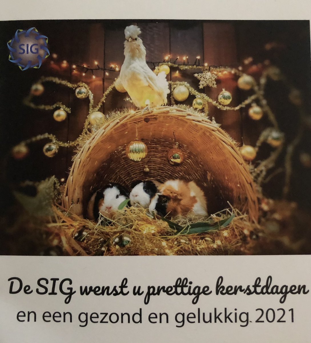 SIG (@sig257857) on Twitter photo 