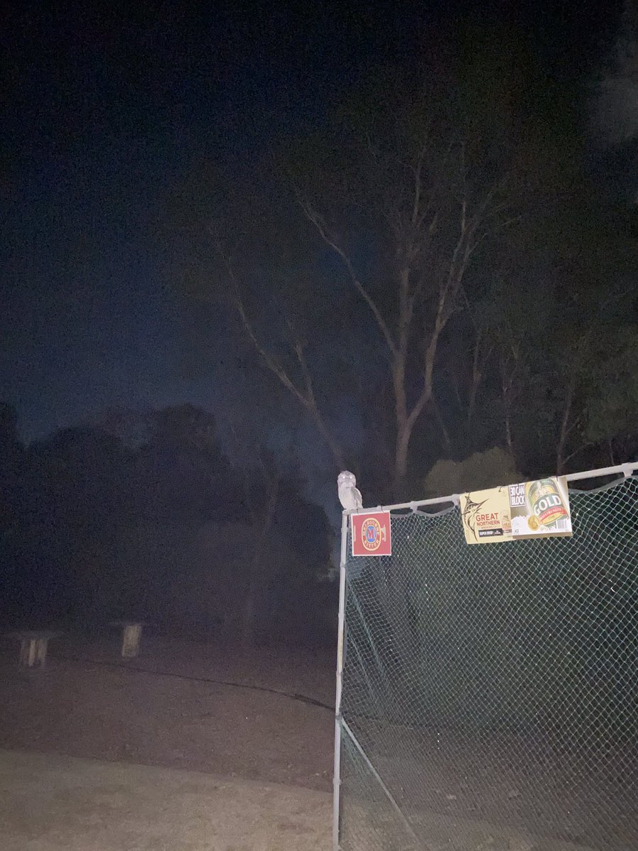 cinquecento62's tweet photo. A real Christmas treat here tonight. A Tawny Frogmouth calling in my sister’s yard.
It has set up early for tomorrow’s #grahamvale #boxingday #backyardcricket #test on the #sightscreen https://t.co/jziLDqYa5E