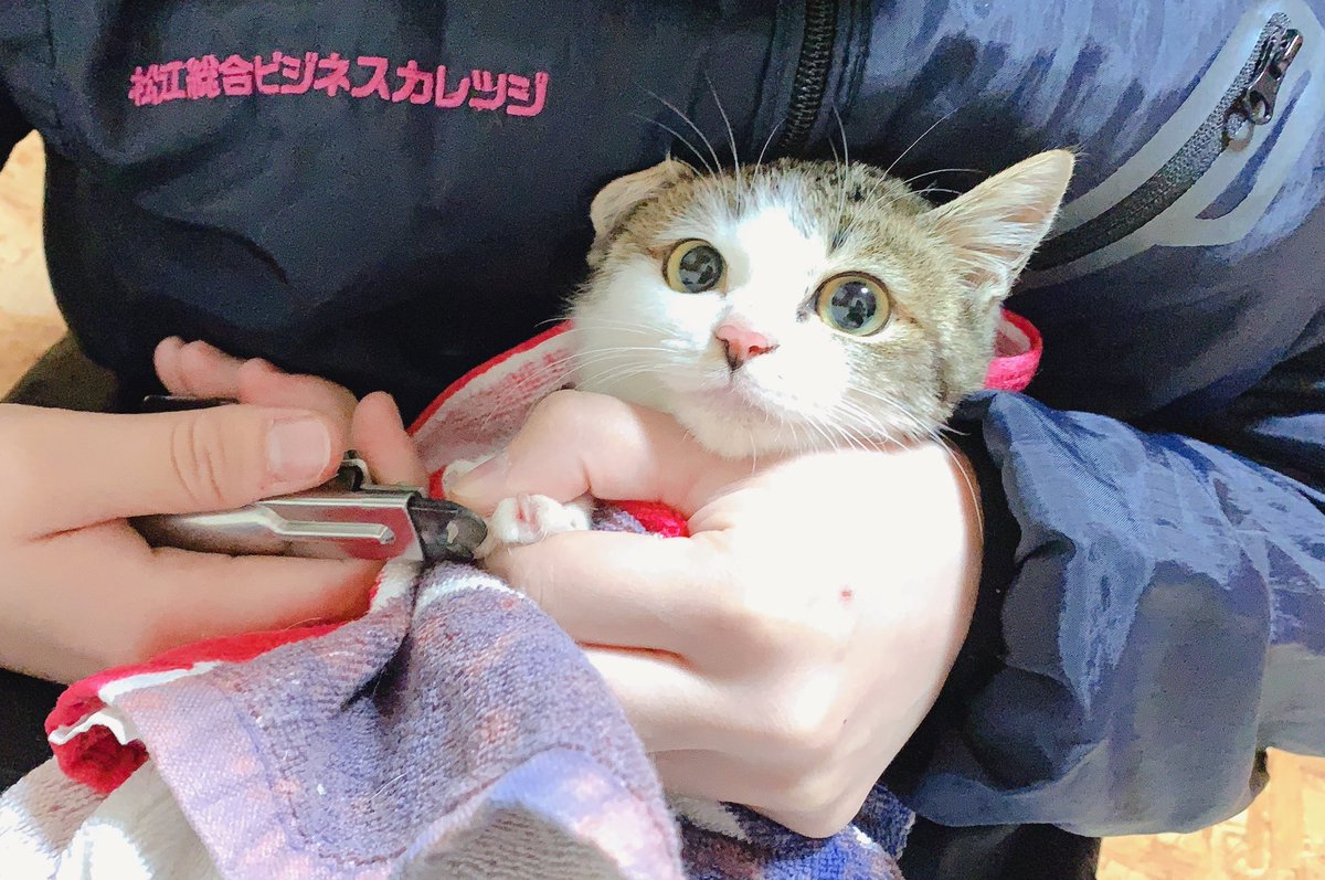 PONT45337791's tweet photo. 明日からの譲渡会に向けて
にゃん's たちお手入れ中🐈✨

みんな素敵な家族のもとで暮らせるように
スタッフ一同全力でお手伝いします♪

明日から3日間コロナ感染拡大防止対策に取り組みながら皆様のお越しをお待ちしております🐾

#PONTの日
#事前お手入れ https://t.co/1qyhPhFADt