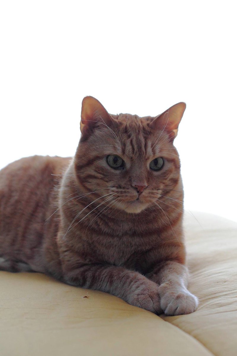 QsiConsulting's tweet photo. @Number10cat ROMEO https://t.co/CVjLDB7lMK