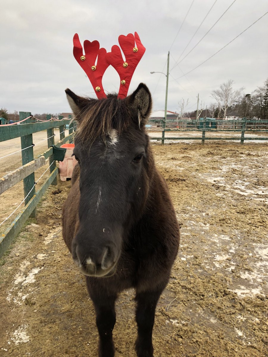 LaversDominique's tweet image. Merry Christmas from Butter and Jam #petsofMUN #happyholidays2020 #horse #pony