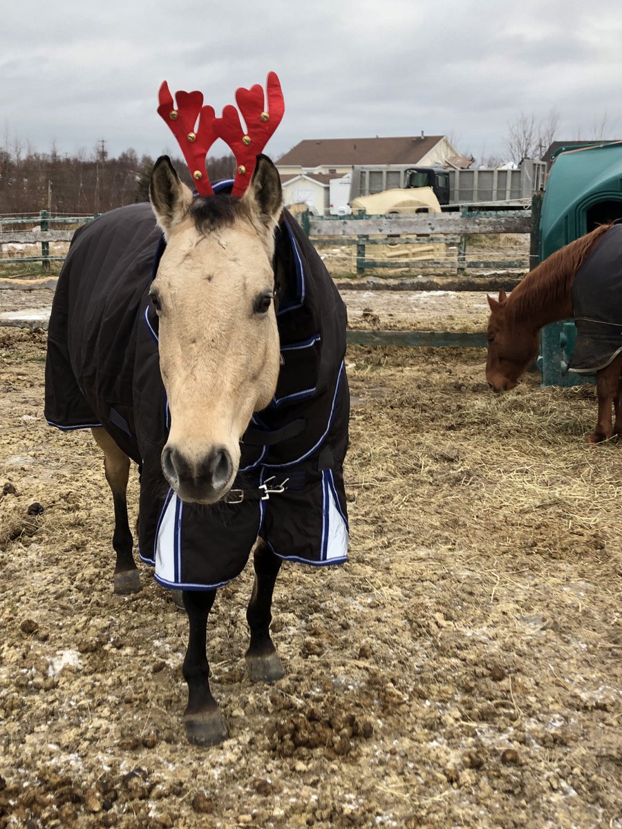 LaversDominique's tweet image. Merry Christmas from Butter and Jam #petsofMUN #happyholidays2020 #horse #pony