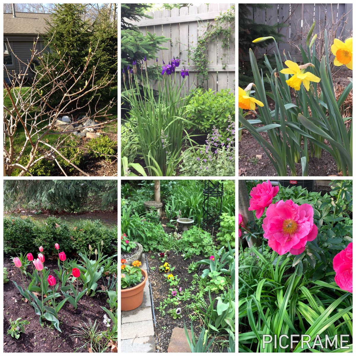 foggiette's tweet photo. #PicFrame #flowersonfriday https://t.co/CUifJ4PTTG
