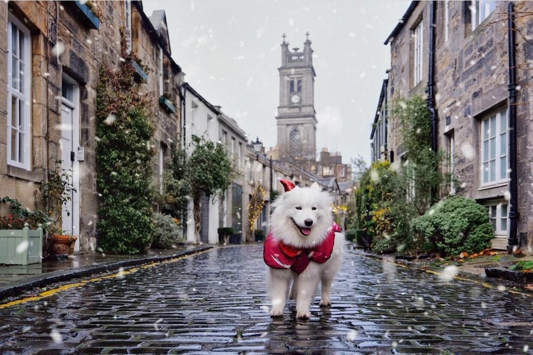 Scotland's tweet photo. Merry Christmas everyone, with love, from Scotland 💙

📸 - instagram/scotlandwithafluffywolf https://t.co/dXD08PqiEq