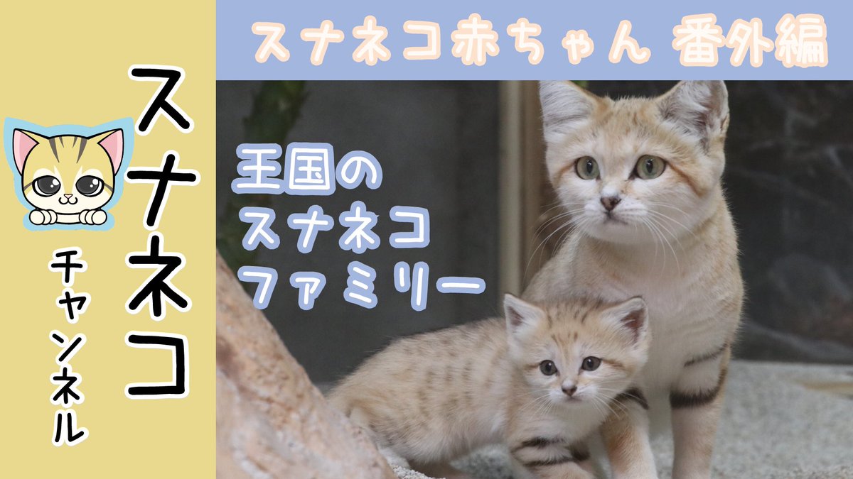 神戸どうぶつ王国 Youtube スナネコチャンネル スナネコ赤ちゃん 番外編 スナネコ赤ちゃんの誕生を記念して今回は神戸どうぶつ王国のスナネコファミリーを紹介します ぜひ ご覧ください T Co 5mzcbfamd2