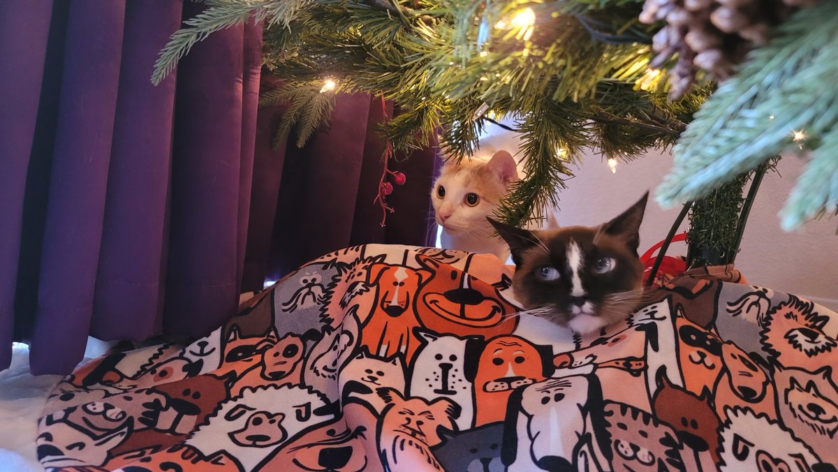JebbieJoyride's tweet photo. Waiting for 🎅.  Merry Christmas e'rybody!
@thejoyofcats @arkantart @beatrixann1 @mewllerrobert @lordgraydon @titicacacat @cottonthebrave @sofeekitty @sweetdr17415074 @moetblindcat @gailcarangelo @1wiccangirl @peachespompom1 @kangstas @leonlovescats @nipplethursday @queenbltdpat https://t.co/sG9cCCOf0B