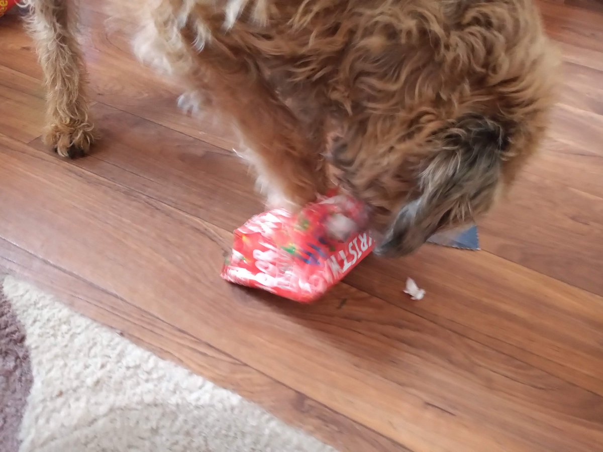 #btpsanta see been! Santapaws az been! Fank oo Sekwet Santa soooooooo much! Luff LucyLoo and Sonny xx