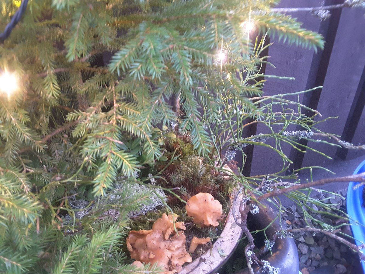 Enpä olisi uskonut, että joulupäivänä lenkkipolun varresta löytyy hyväkuntoisia kanttarelleja! Ovipielen asetelmaan päätyivät..#ilmasto!!!