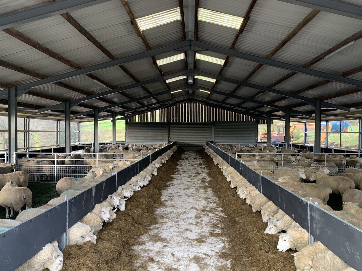 RhysTheFarm's tweet photo. Merry Christmas from my shed to yours 🥳 
Ewes have been spoilt this year anyway 😆🐑🎅

#sheep365 https://t.co/DzghQJBaX9