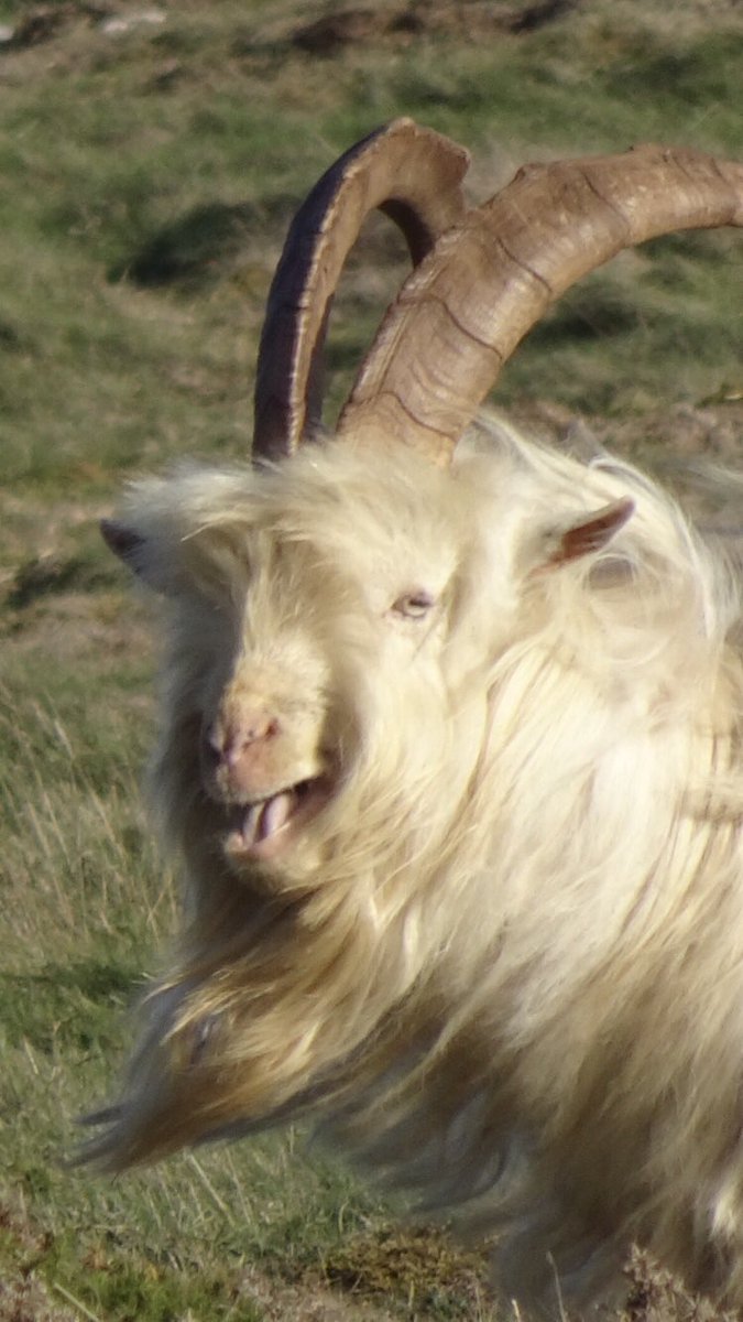 Only North Wales 🏴 (@onlynorthwales) on Twitter photo Nadolig Llawen, gogledd Cymru! Seasons Greetings to all in #NorthWales #NadoligLlawen Nadolig Llawen, gogledd Cymru! Seasons Greetings to all in #NorthWales #NadoligLlawen