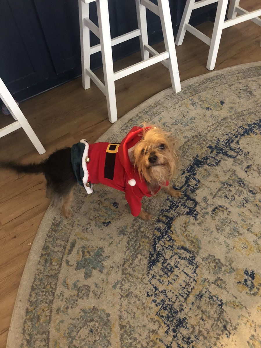 statom_'s tweet photo. Merry Christmas from Santa Paws 🎅😂 https://t.co/LqUb9lvC6j