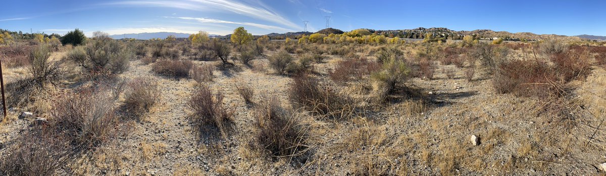Venice311's tweet photo. @CJEvans30 @CarlBovisNature Still dark &amp; cold through a frosty window - but I will take a walk (hopefully) in @Angeles_NF today... #inthebrush #JoinIn #broomsage #buckwheat https://t.co/TgAeYHJGy8