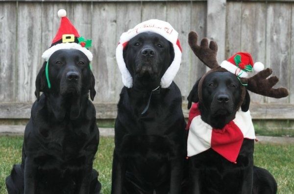 Merry Woofmas from all of us at Black Lab Media! 🎄🐾  #christmas #blacklab #blacklabmedia #merrywoofmas