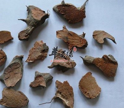 This random tub that appeared a real medical herb, the roots or leaf of Claoxylon indicum. It helps with bruises and flu. The different ways of using it depends what you want to treat. It is also poisonous.