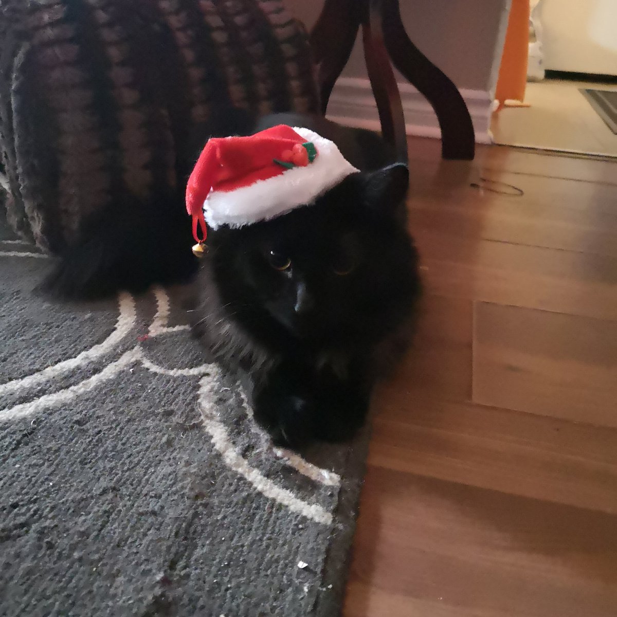 Cat Splat Studios tweet media